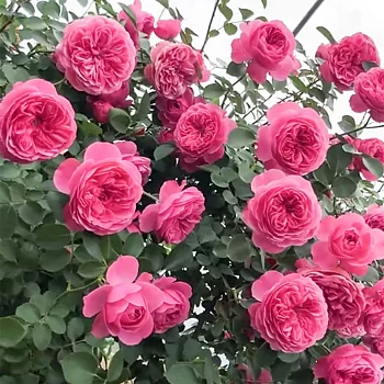 Rabattros / Floribundaros LEONARDO DA VINCI   A-kv  PC