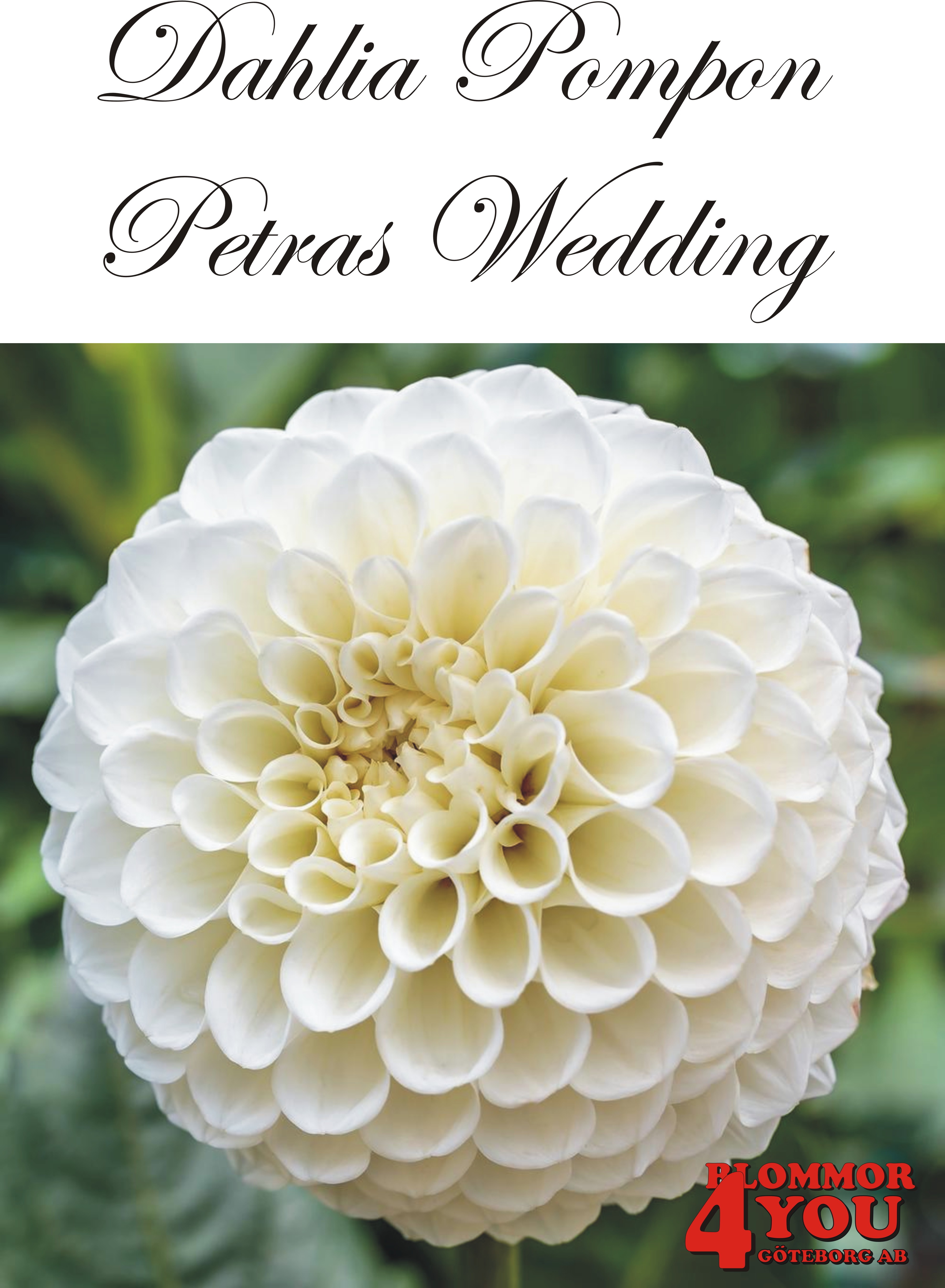 Dahlia Petras Wedding
