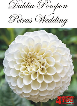 Dahlia Petras Wedding