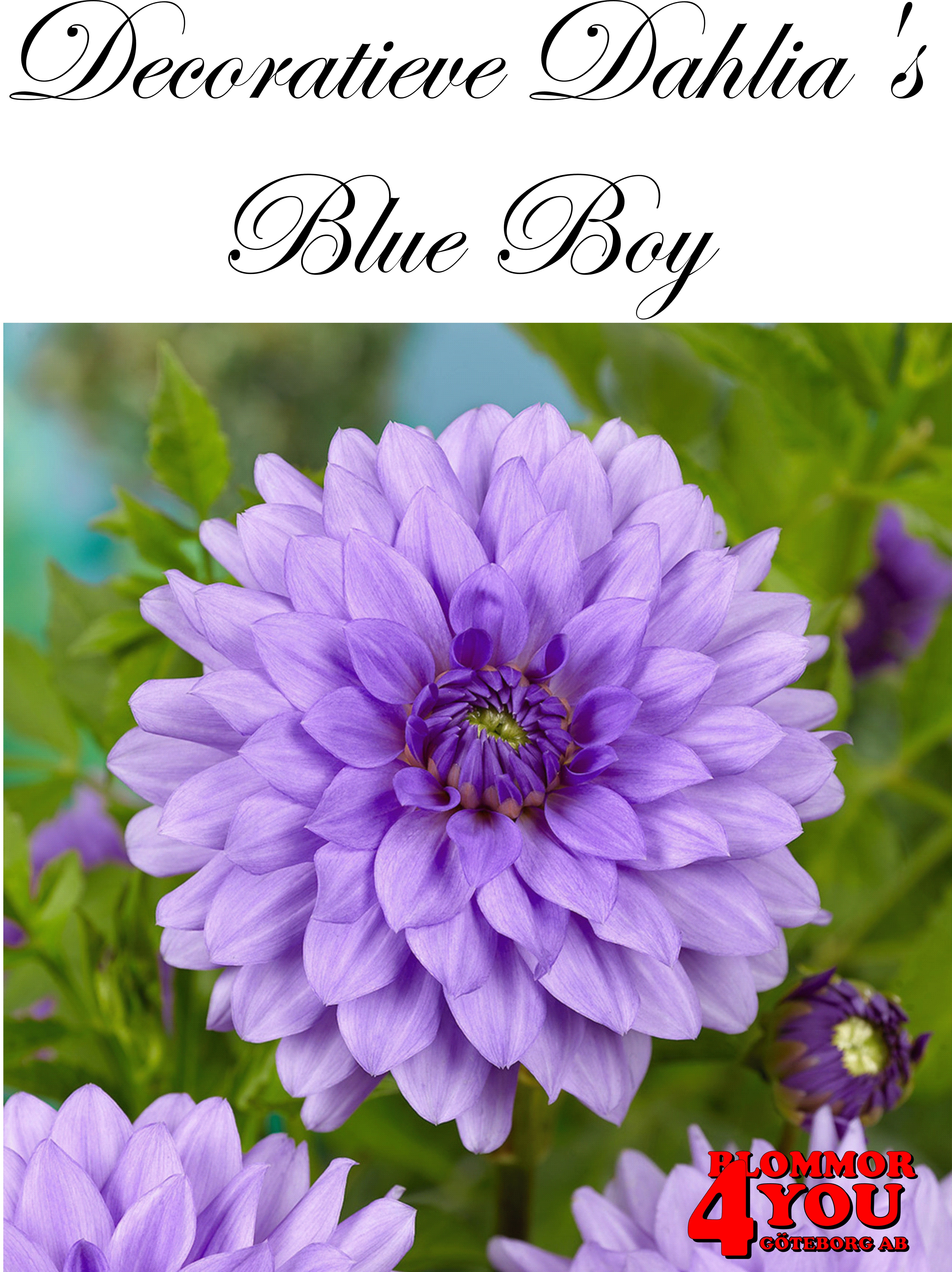 Dahlia Blue Boy