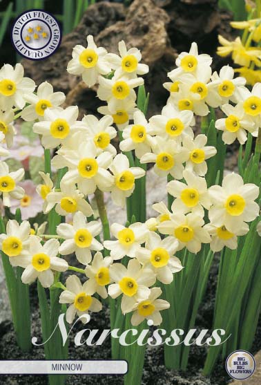 82235  NARCISSUS  MINNOW      TAZETTA