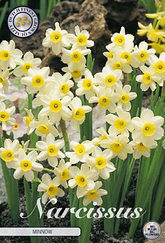 82235  NARCISSUS  MINNOW      TAZETTA
