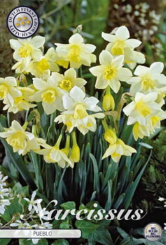 82250  NARCISSUS  PUEBLO       JONQUILLA