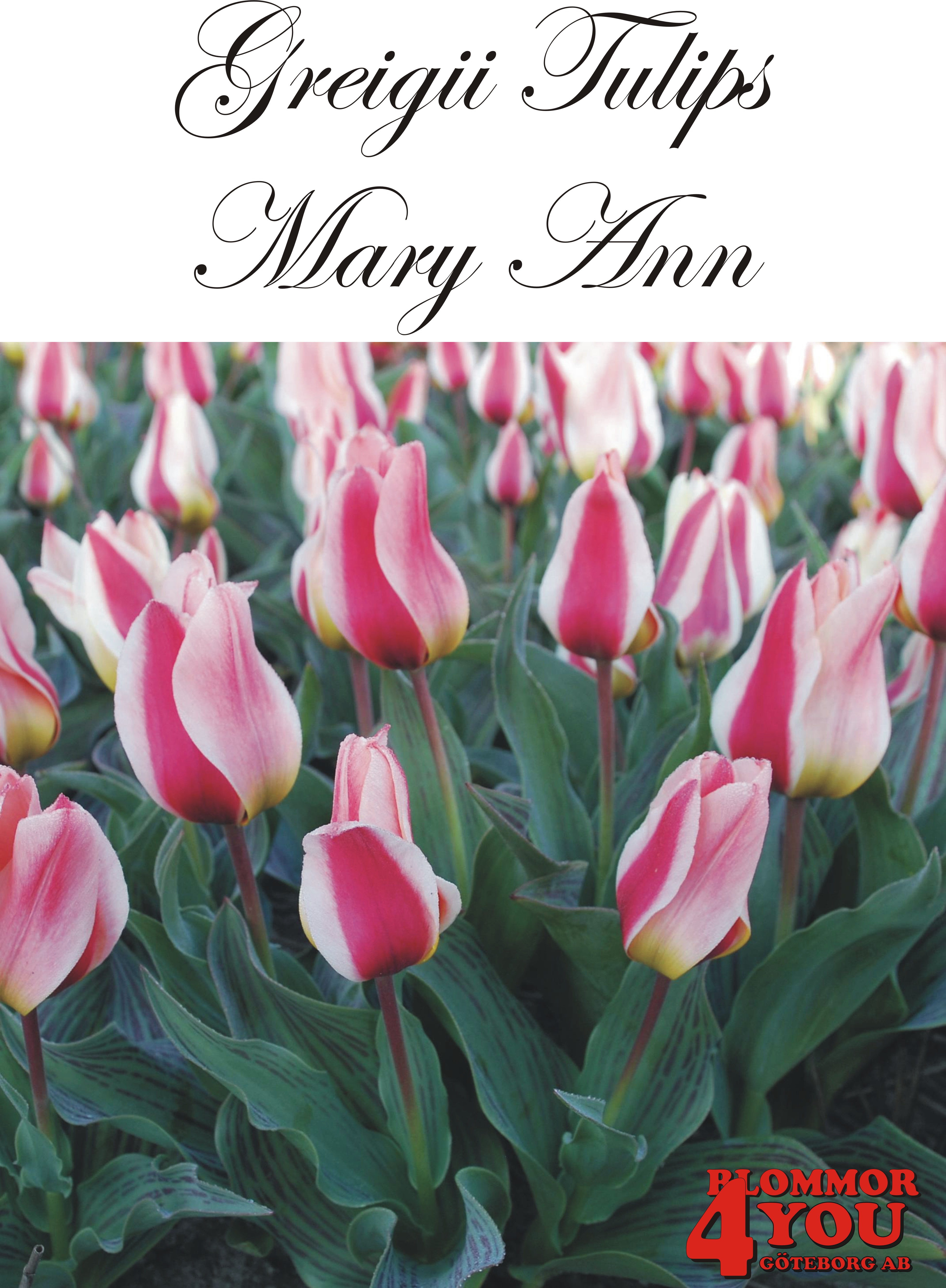 80800  MARY ANN      PÅFÅGELSTULPAN