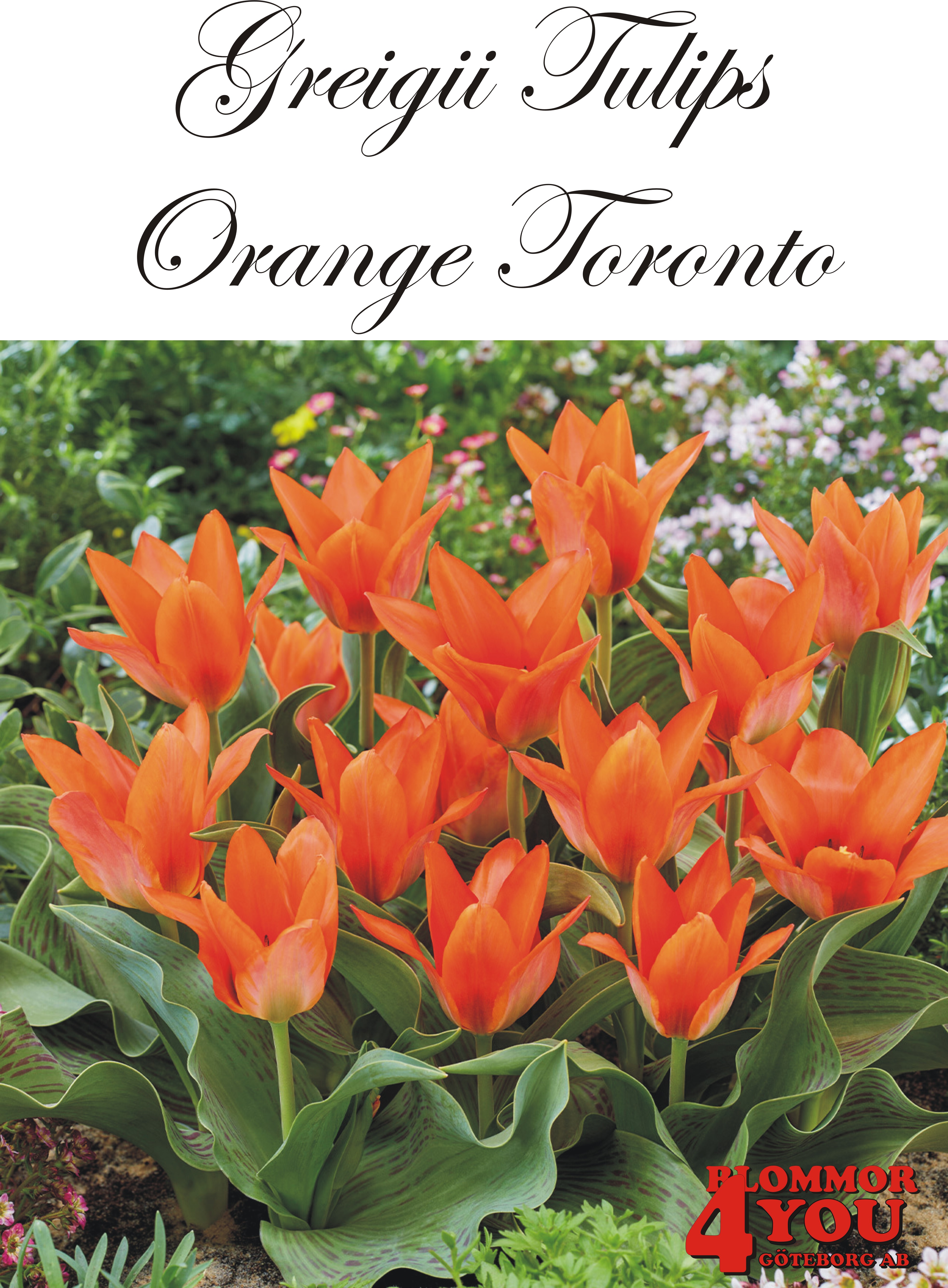 80805   ORANGE TORONTO        PÅFÅGELSTULPAN