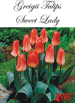 80825SWEET LADY    PÅFÅGELSTULPAN