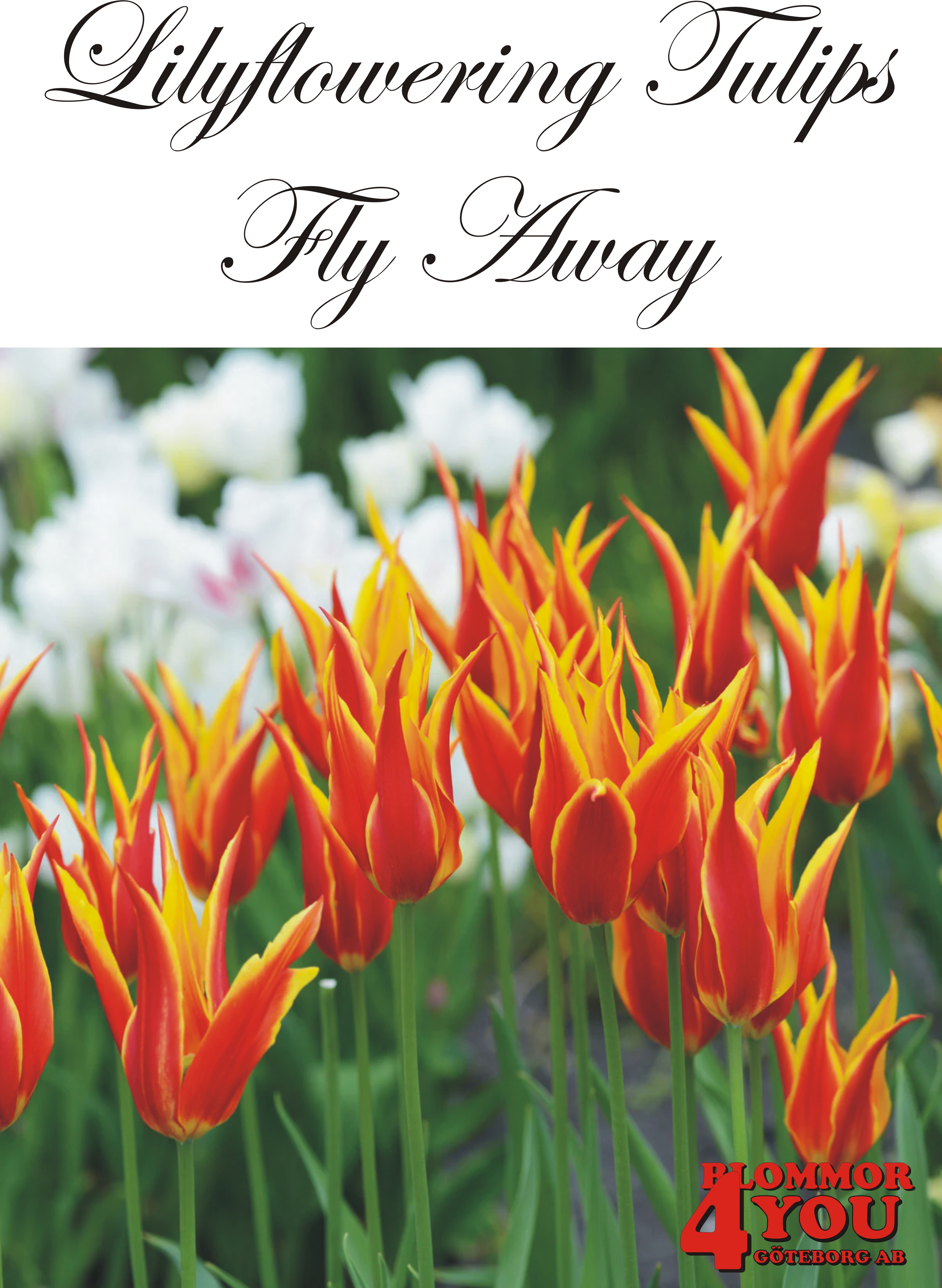 80860   FLY AWAY       LILJEBLOMMANDE TULPAN
