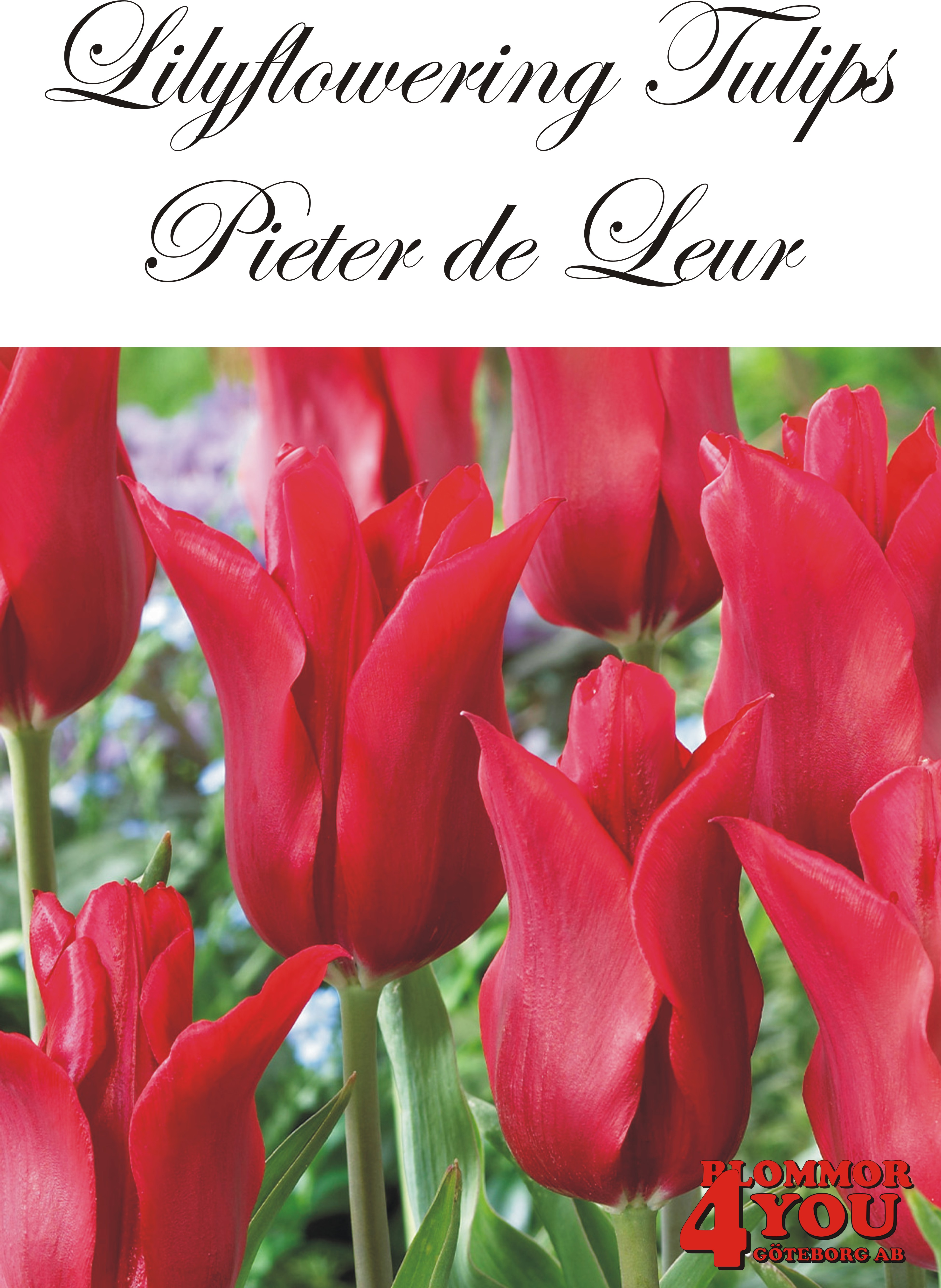 80875   PIETER DE LEUR       LILJEBLOMMANDE TULPAN