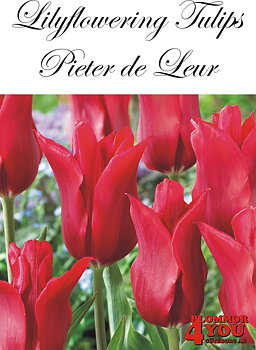 80875   PIETER DE LEUR       LILJEBLOMMANDE TULPAN