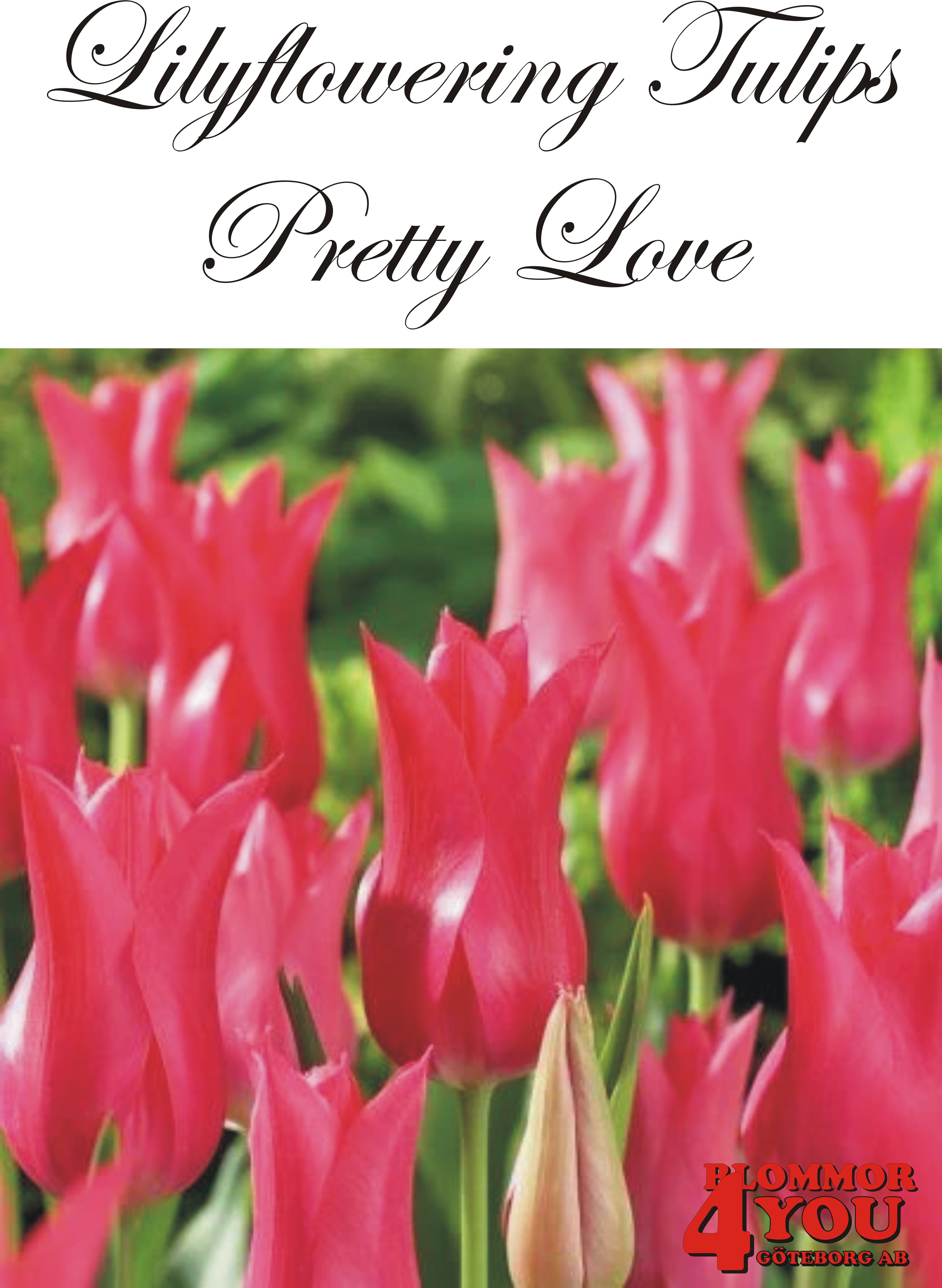 80880   PRETTY LOVE       LILJEBLOMMANDE TULPAN