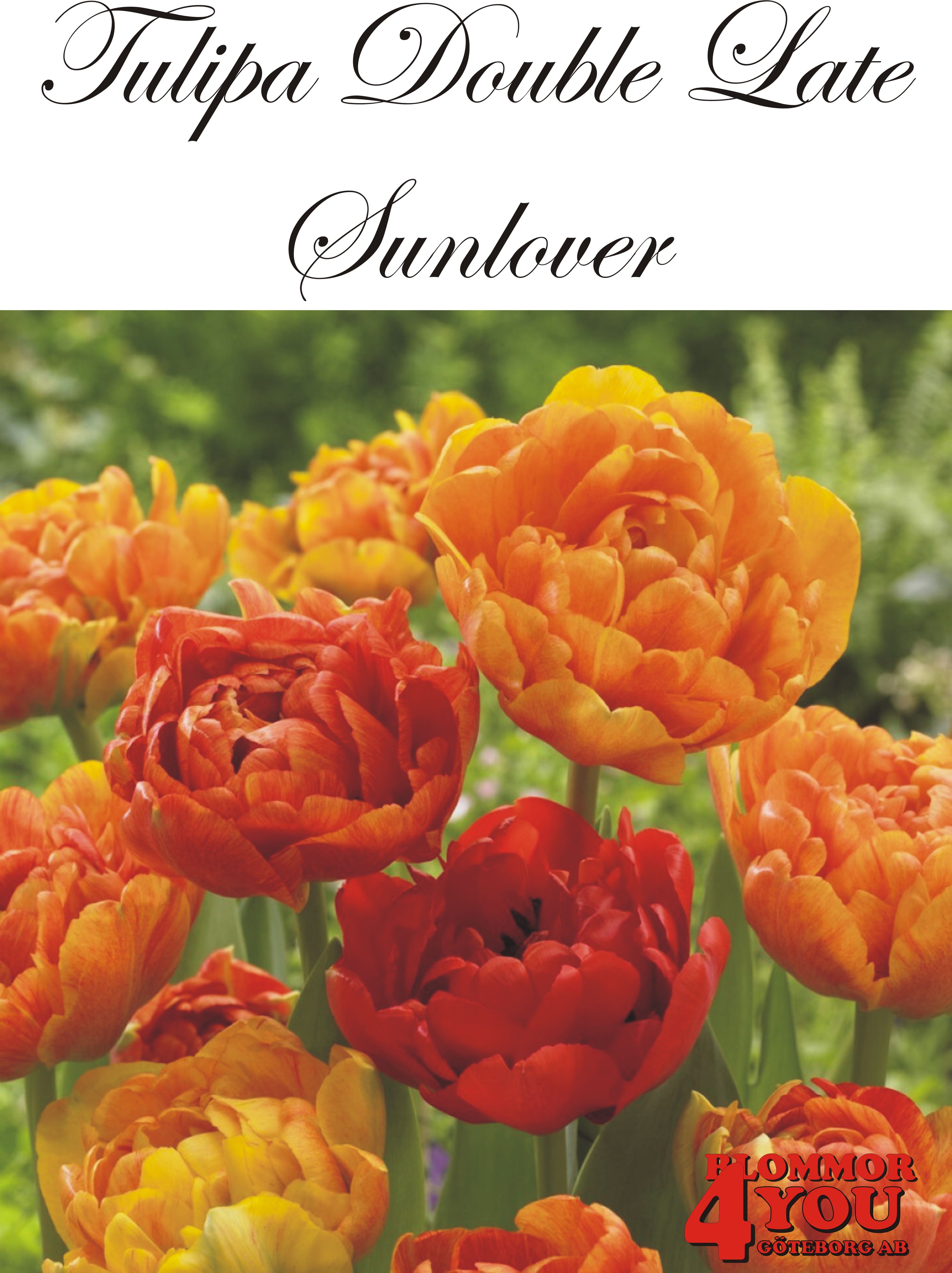 80780  SUNLOVER       DUBBEL SENTULPAN