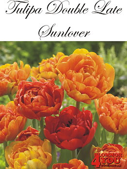 80780  SUNLOVER       DUBBEL SENTULPAN