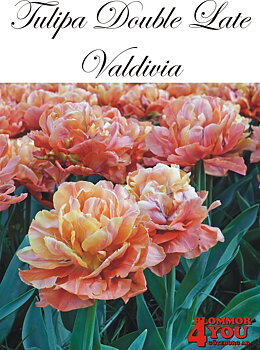 80783  VALDIVIA      DUBBEL SENTULPAN