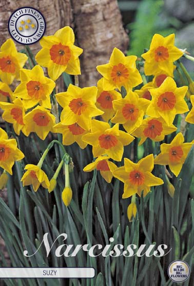 82280  NARCISSUS  SUZY      TAZETTA