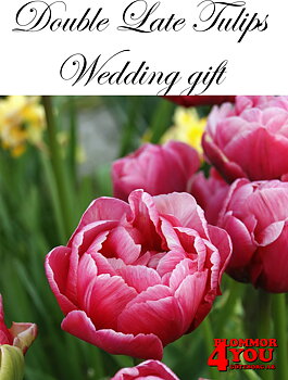 80782  WEDDING GIFT       DUBBEL SENTULPAN