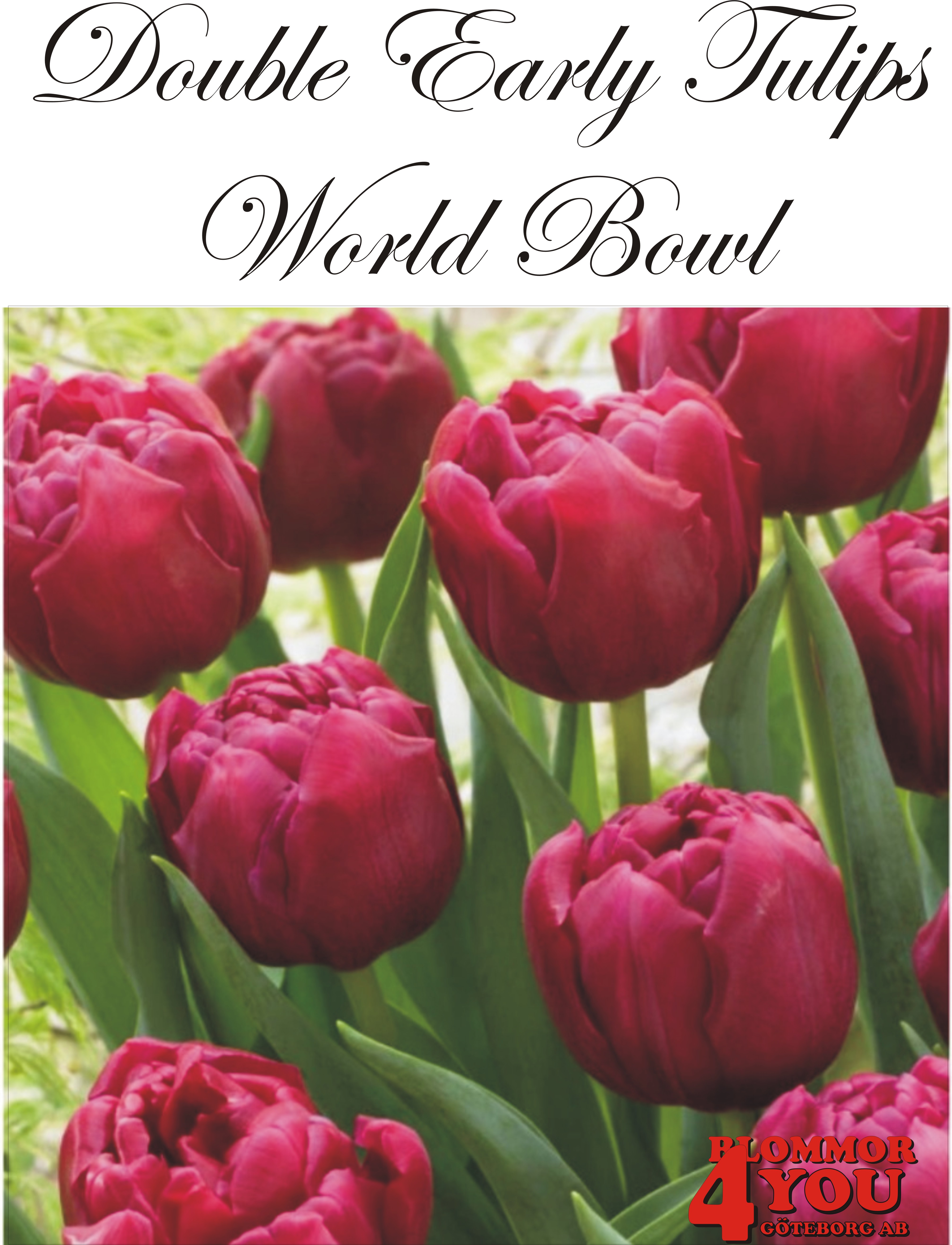 80785  WORLD BOWL       DUBBEL SENTULPAN
