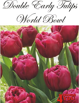 80785  WORLD BOWL       DUBBEL SENTULPAN