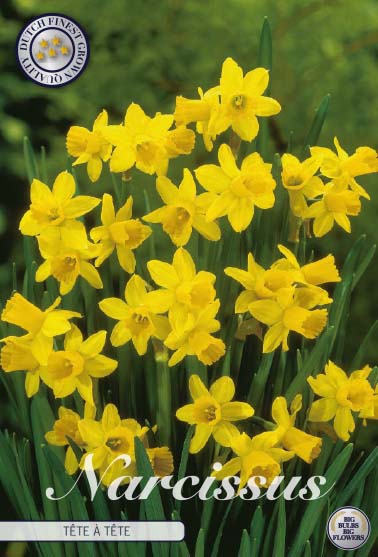 82285  NARCISSUS  TÊTE À TÊTE      CYCLAMINEUS