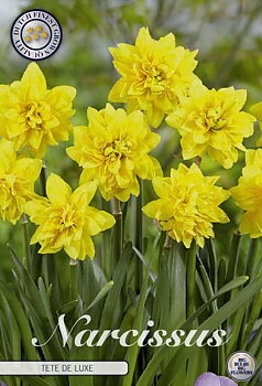 82290  NARCISSUS  TÊTE À TÊTE DE LUXE      CYCLAMINEUS