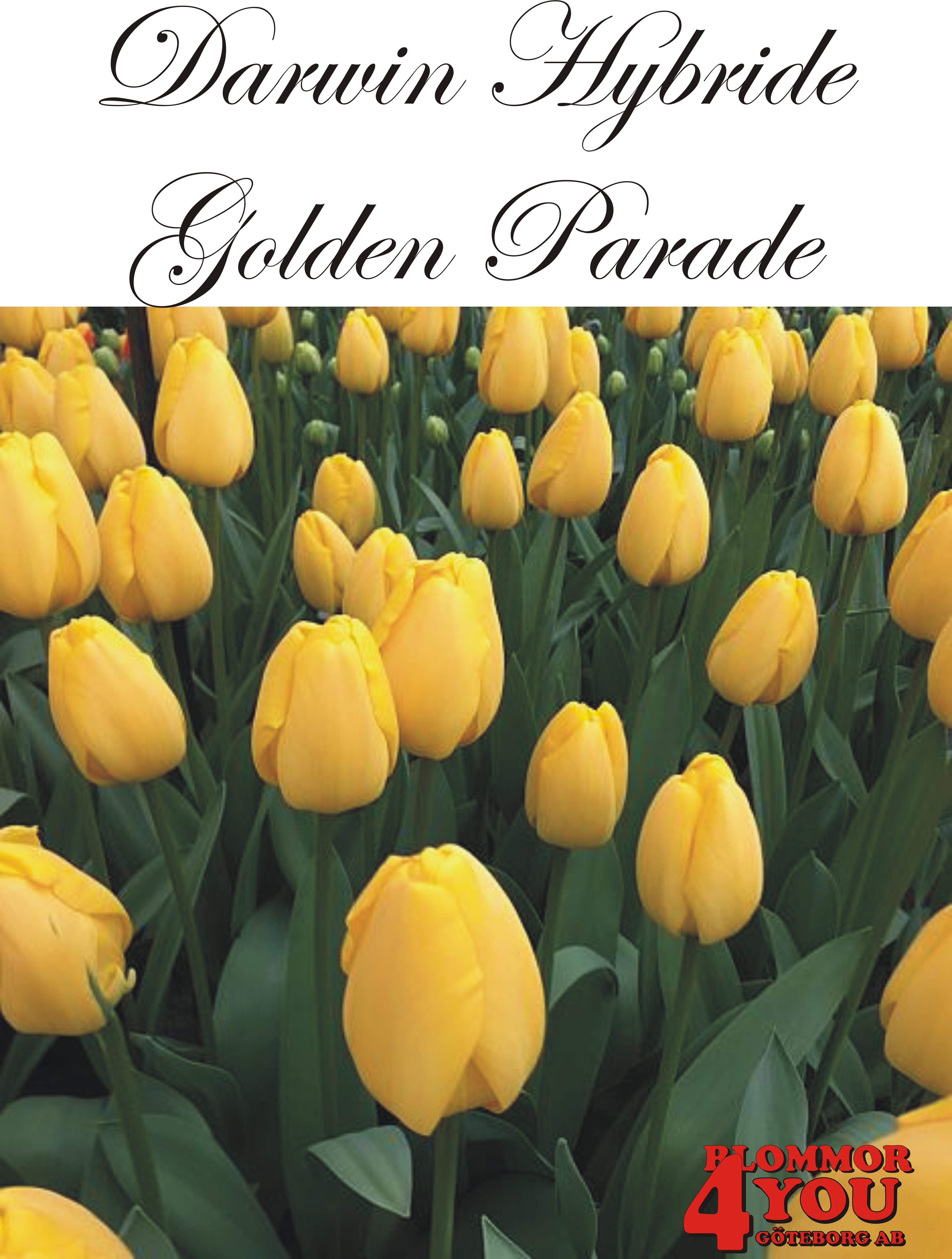 80475  GOLDEN PARADE      DARWIN HYBRIDETULPAN
