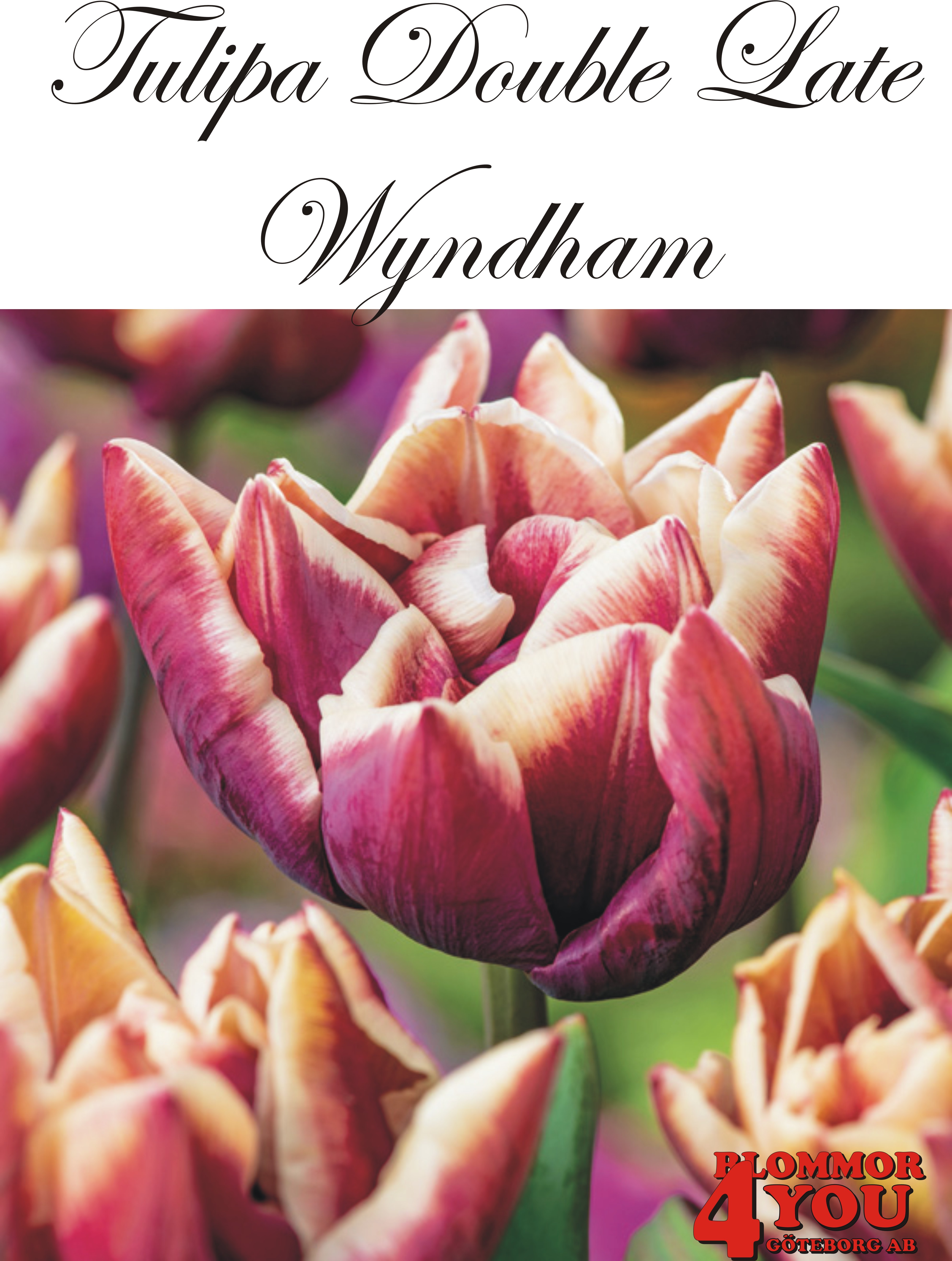 80784  WYNDHAM      DUBBEL SENTULPAN