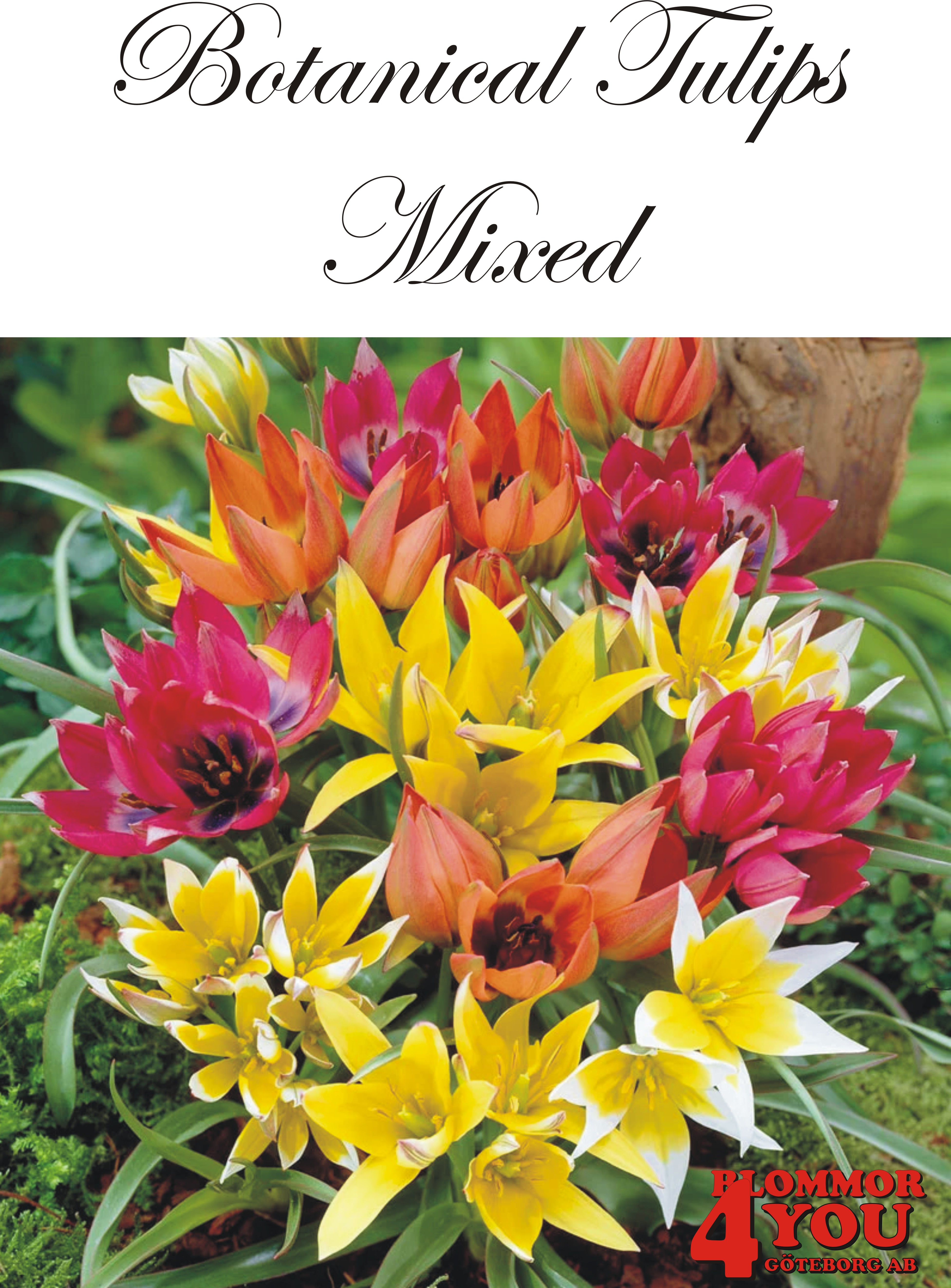 80980   MIXADE    BOTANISK TULPAN