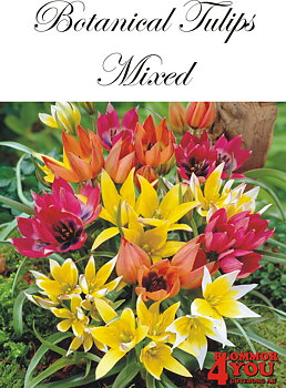 80980   MIXADE    BOTANISK TULPAN