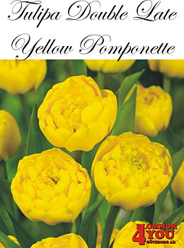80790  YELLOW POMPONETTE      DUBBEL SENTULPAN