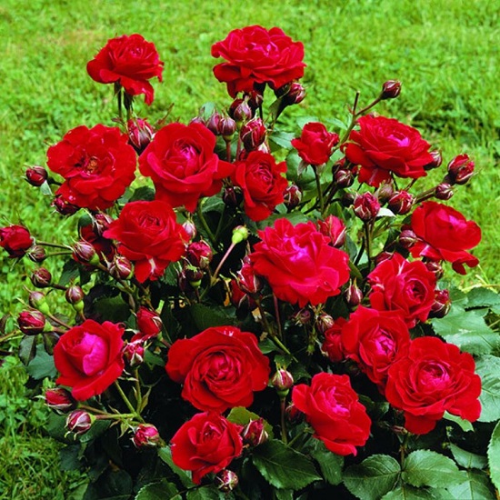Rabattros / Floribundaros   Nina Weibull     A-kv  PC
