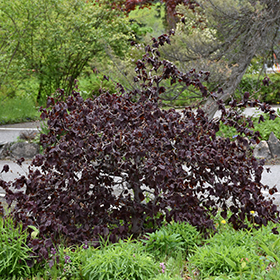 Corylus avellana Red Majestic* Sh 80 Co &nbsp;/ zon&nbsp;1-4 - 2