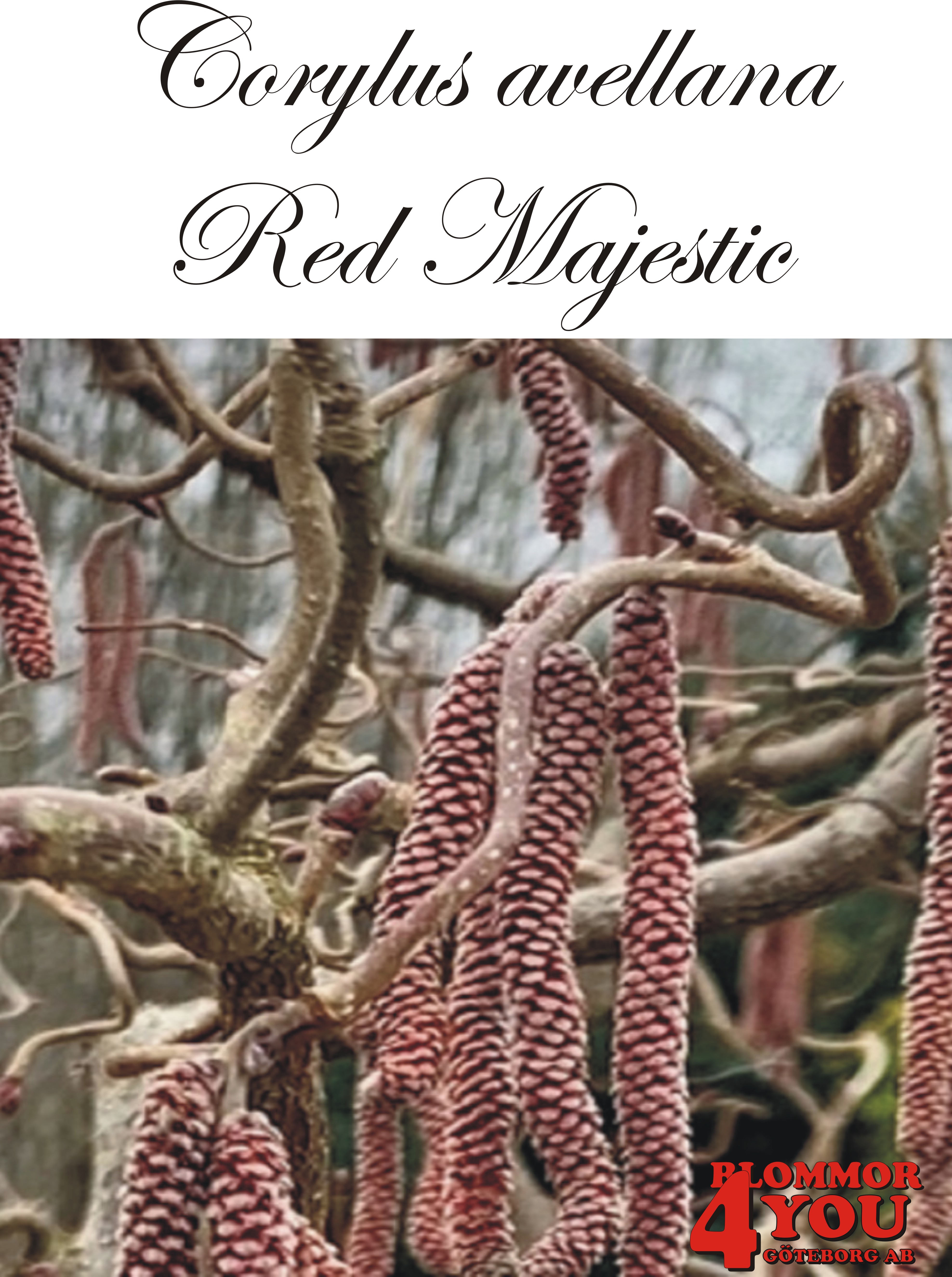 Corylus avellana Red Majestic* Sh 80 Co &nbsp;/ zon&nbsp;1-4