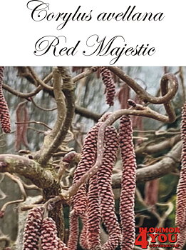 Corylus avellana Red Majestic* Sh 80 Co &nbsp;/ zon&nbsp;1-4