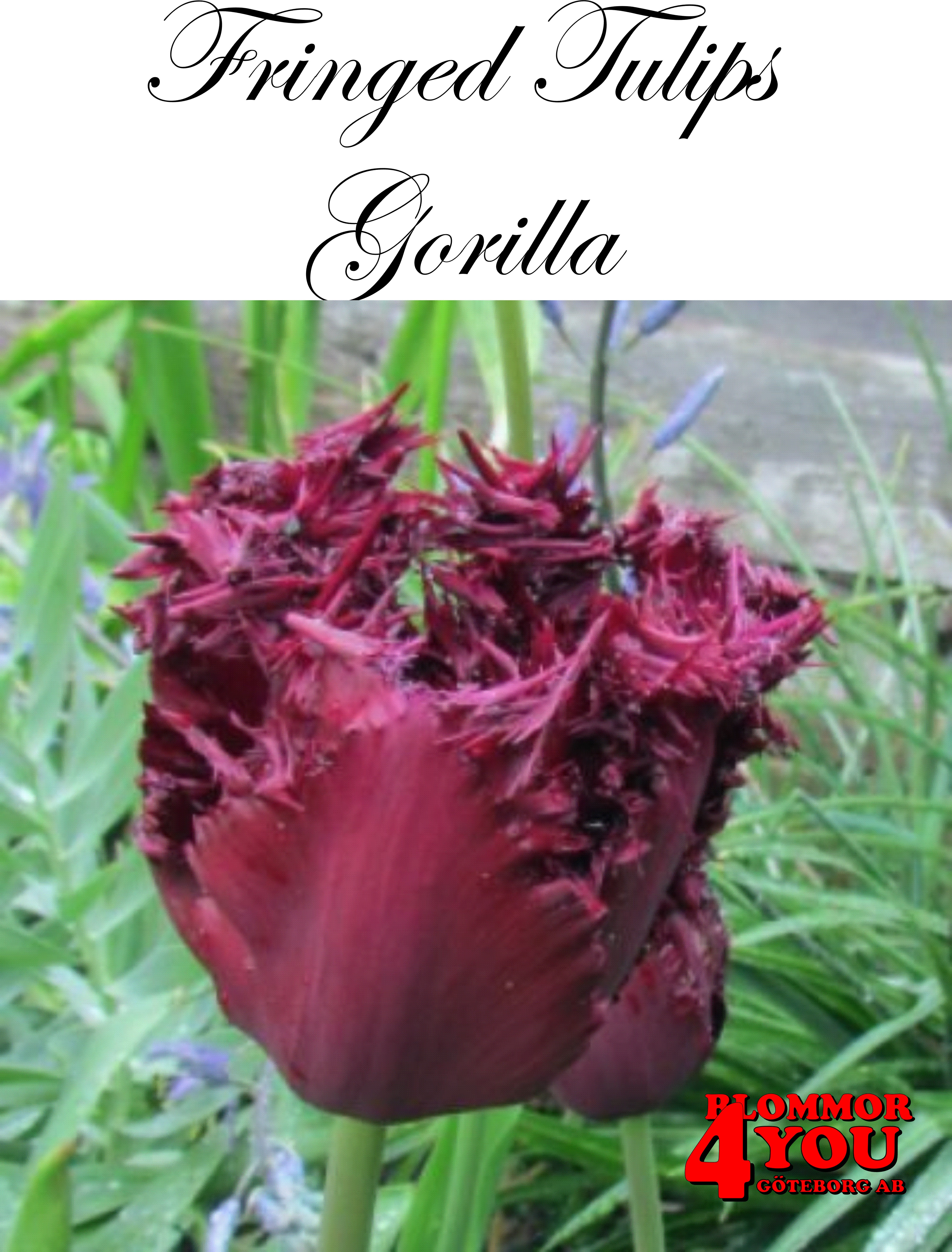 80600  GORILLA      FRANSAD TULPAN