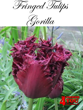80600  GORILLA      FRANSAD TULPAN