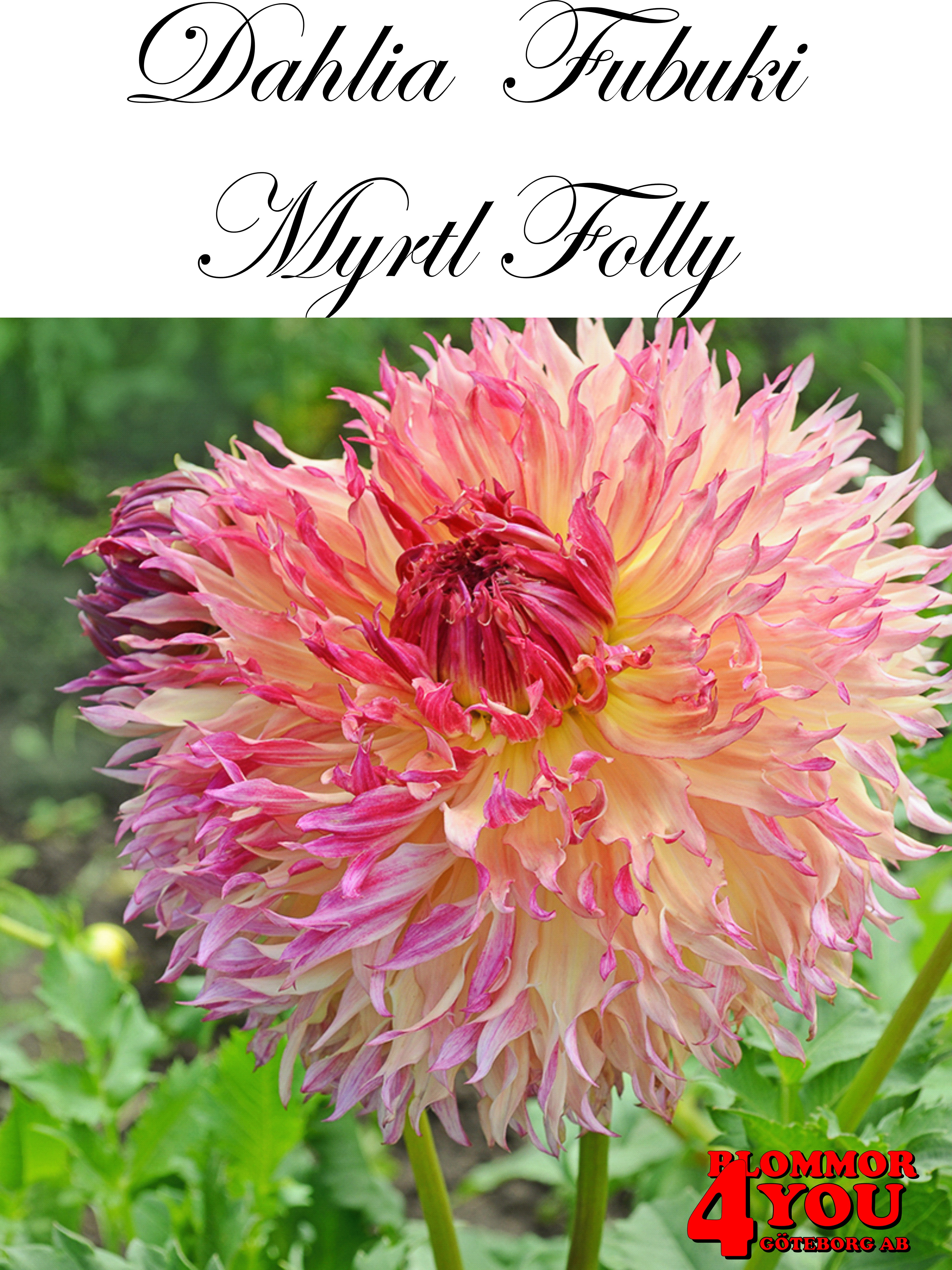 Dahlia  Fubuki   Myrtl Folly
