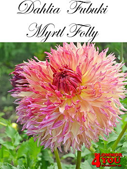 Dahlia  Fubuki   Myrtl Folly