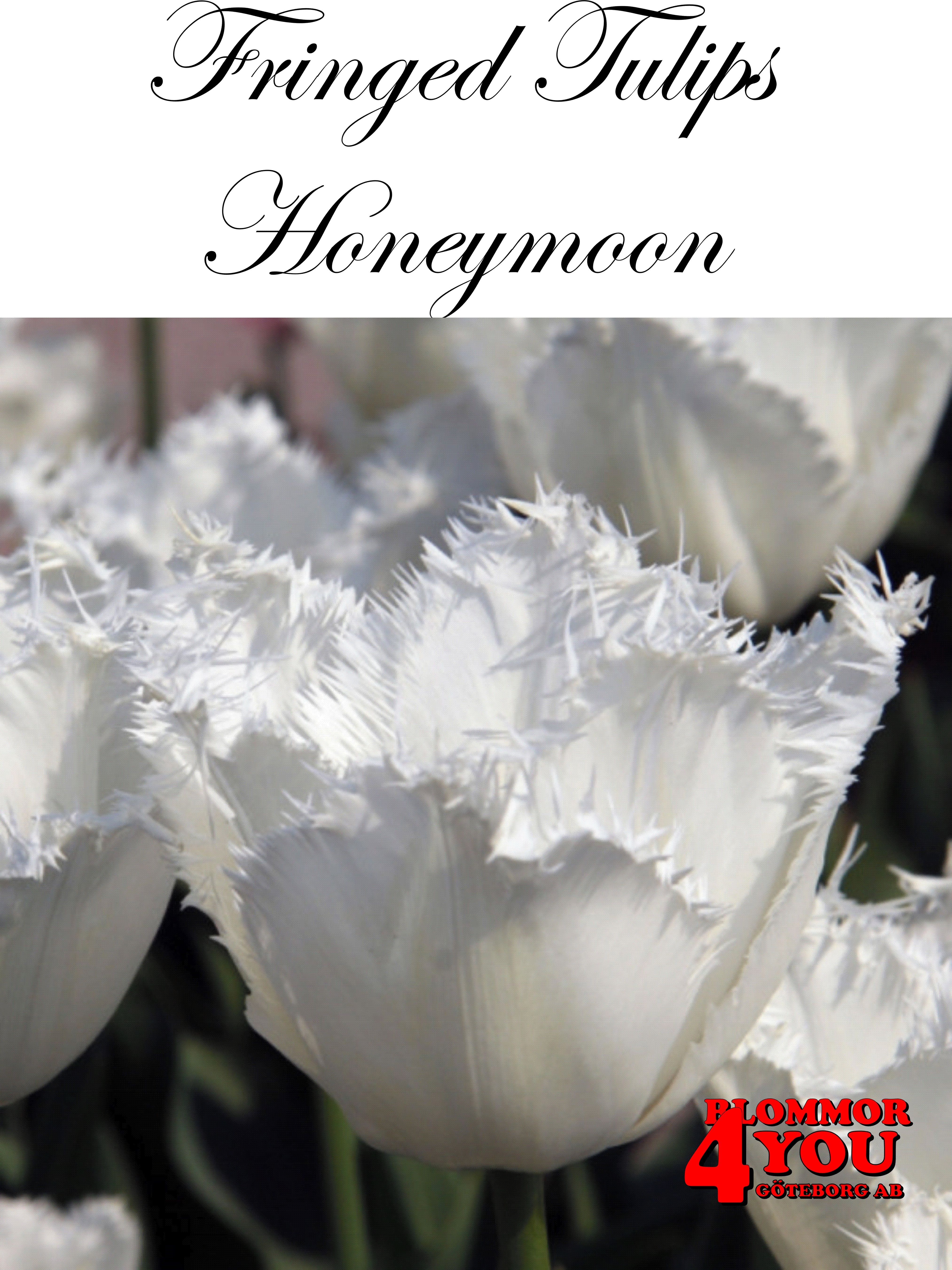 80605  HONEYMOON      FRANSAD TULPAN