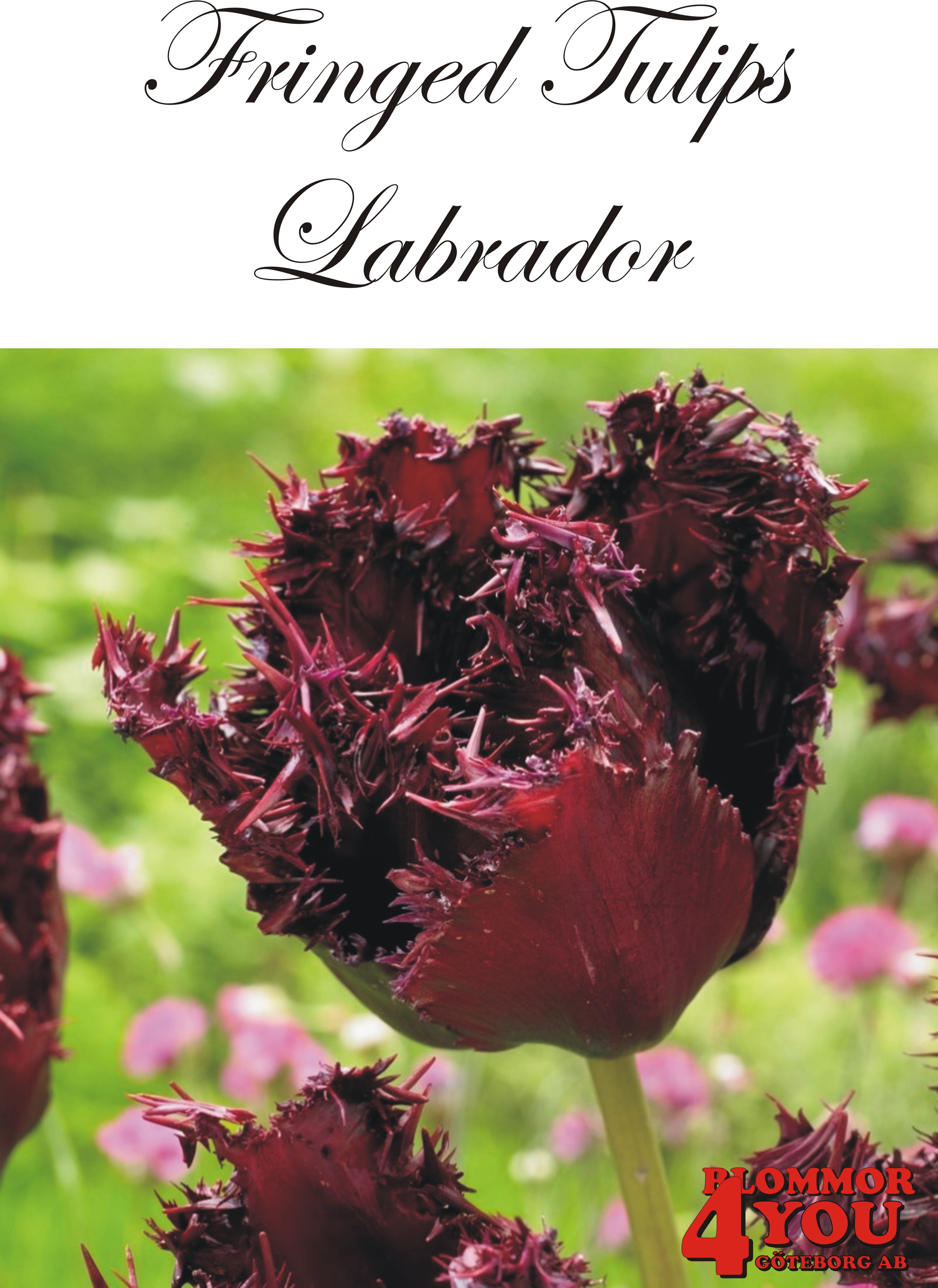 80610  LABRADOR     FRANSAD TULPAN