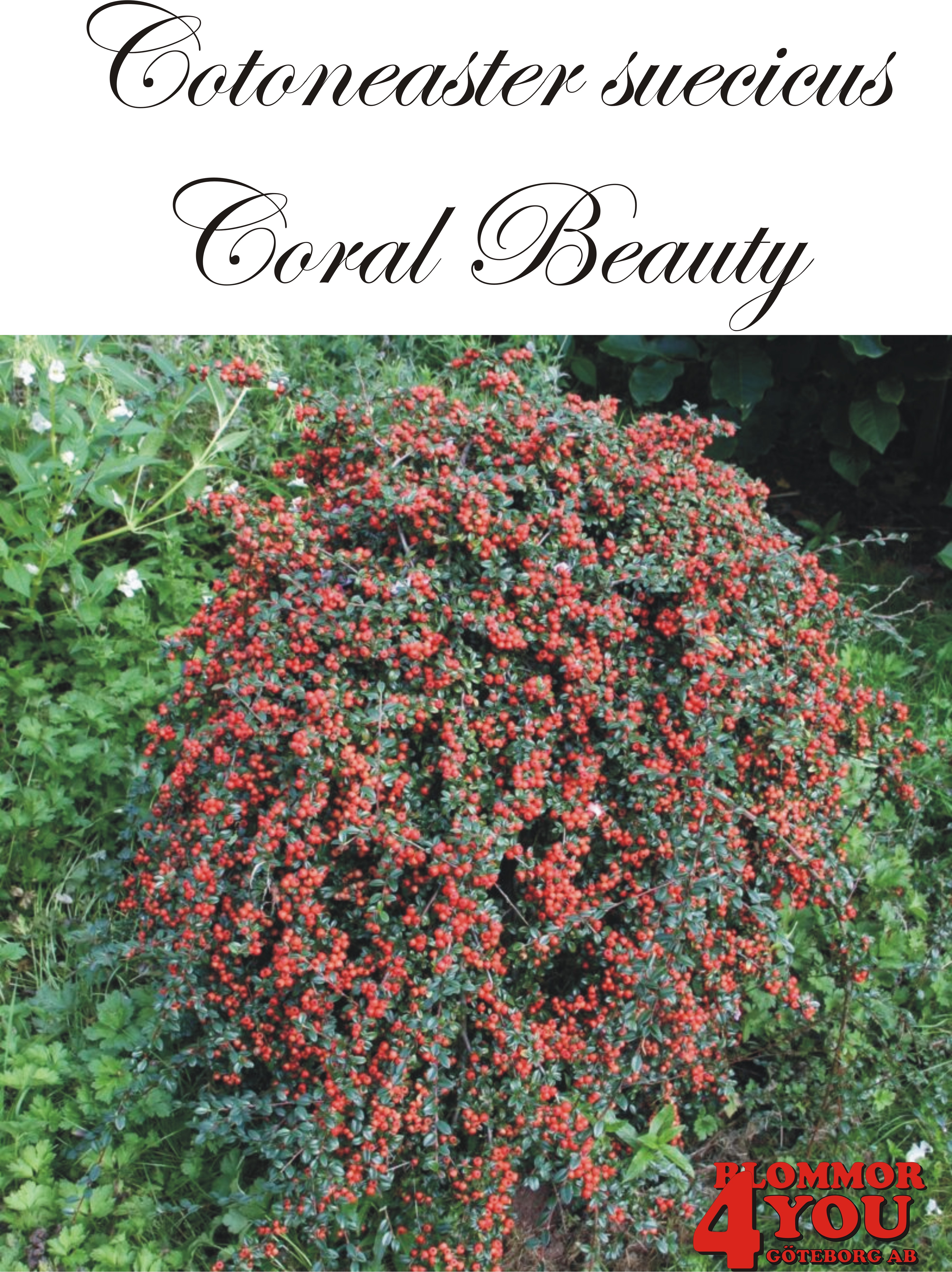 Cotoneaster  suecicus Coral Beauty Sh 80 Co &nbsp;/ zon&nbsp;1-3