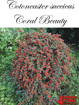 Cotoneaster  suecicus Coral Beauty Sh 80 Co &nbsp;/ zon&nbsp;1-3