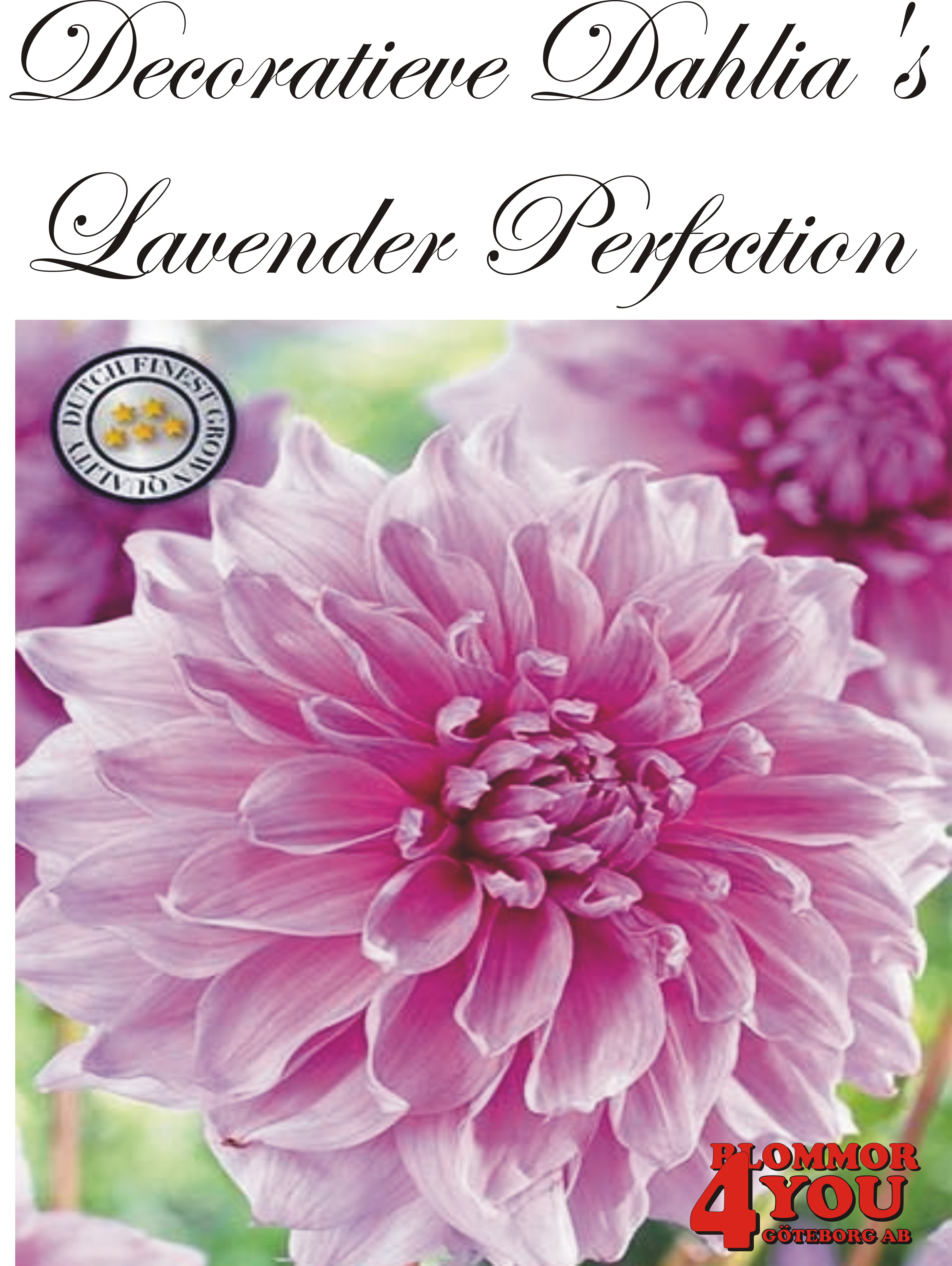 Dahlia Lavender Perfection