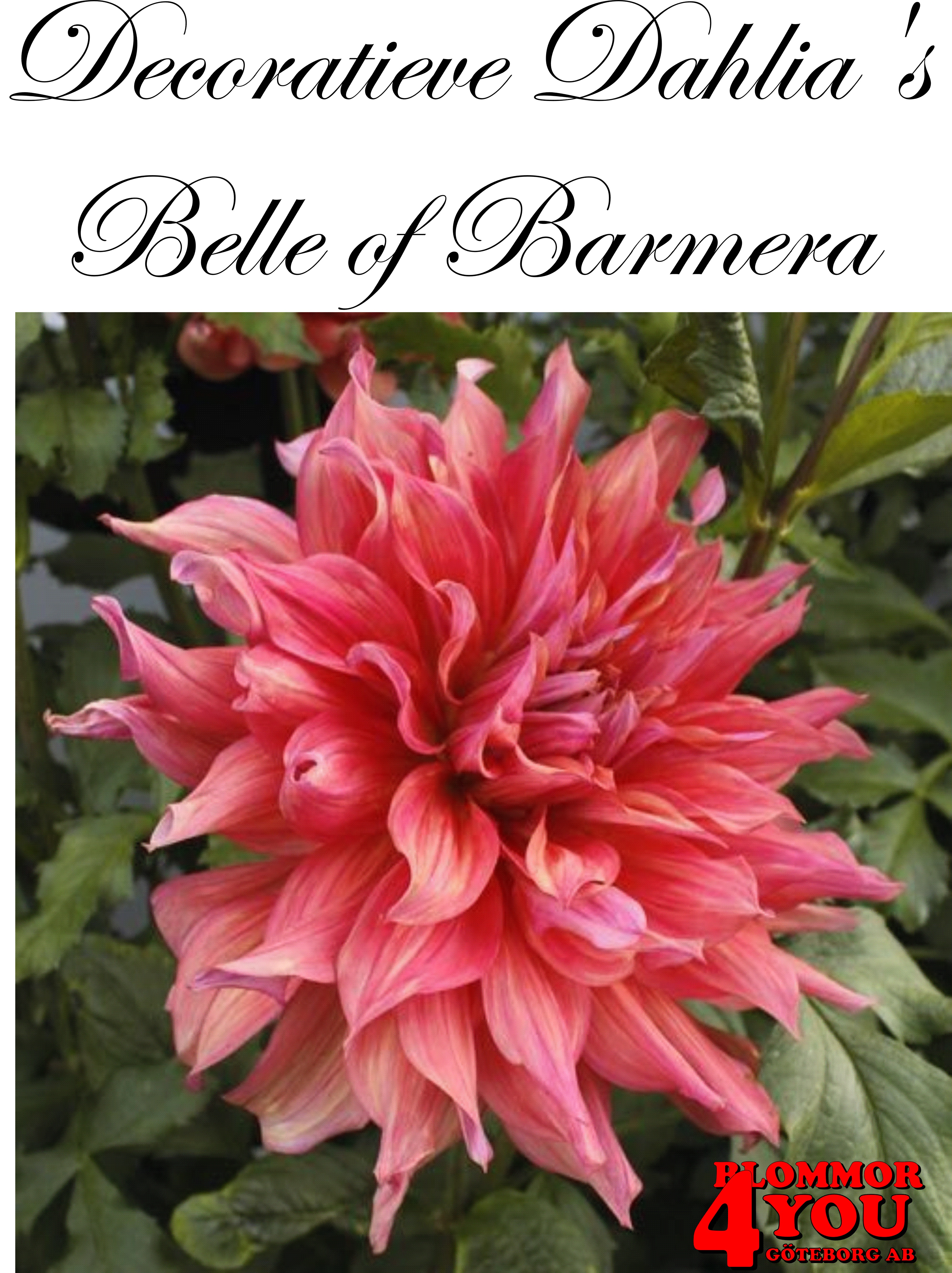 Dahlia Belle of Barmera