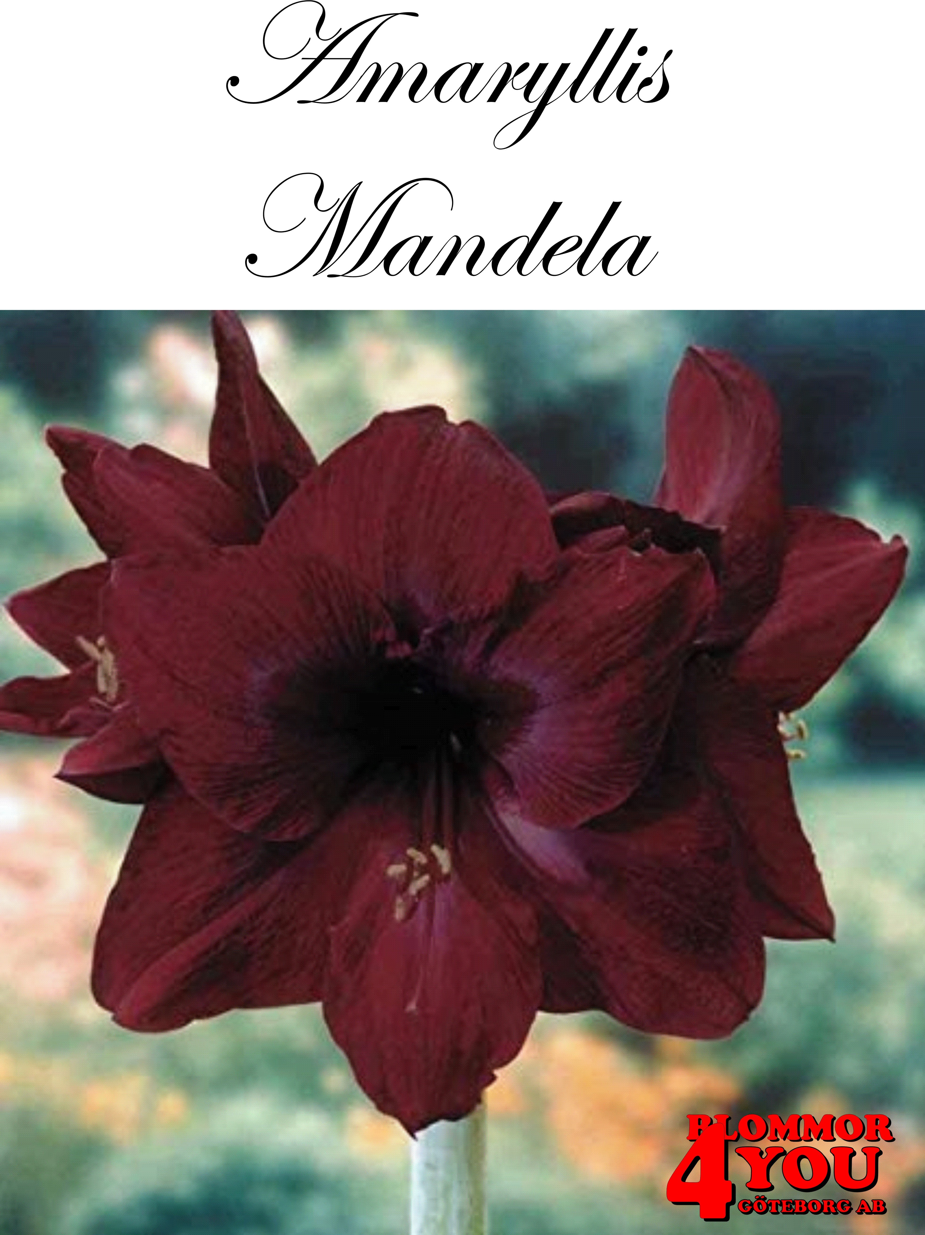 7509   Amaryllis  Mandela jumbo   Lökstorlek: 32/34