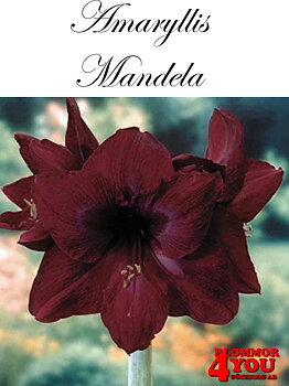 7509   Amaryllis  Mandela jumbo   Lökstorlek: 32/34