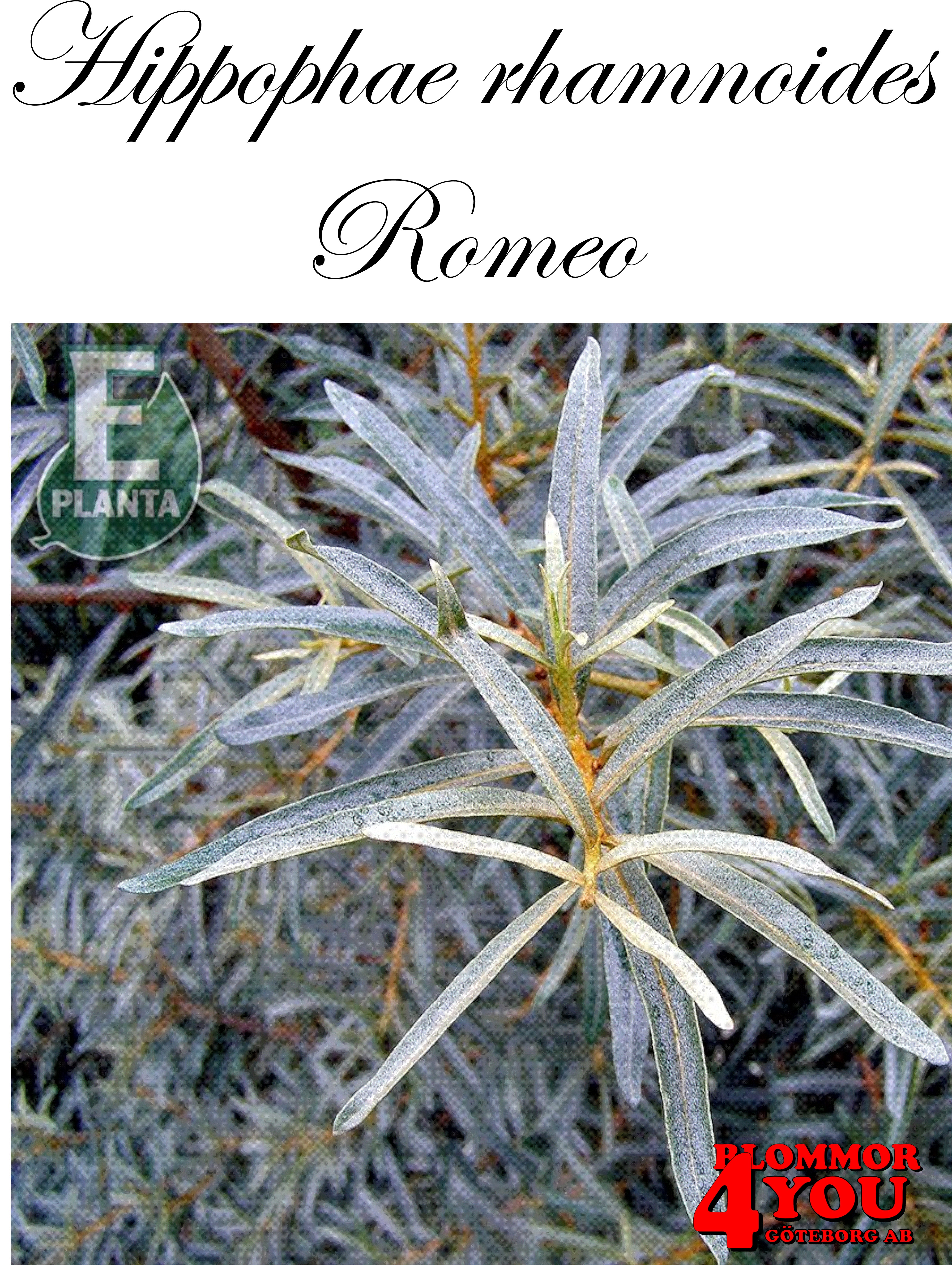 Hippophae rhamnoides Romeo E   (cert)   Busk C3,5