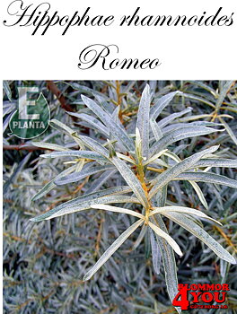 Hippophae rhamnoides Romeo E   (cert)   Busk C3,5