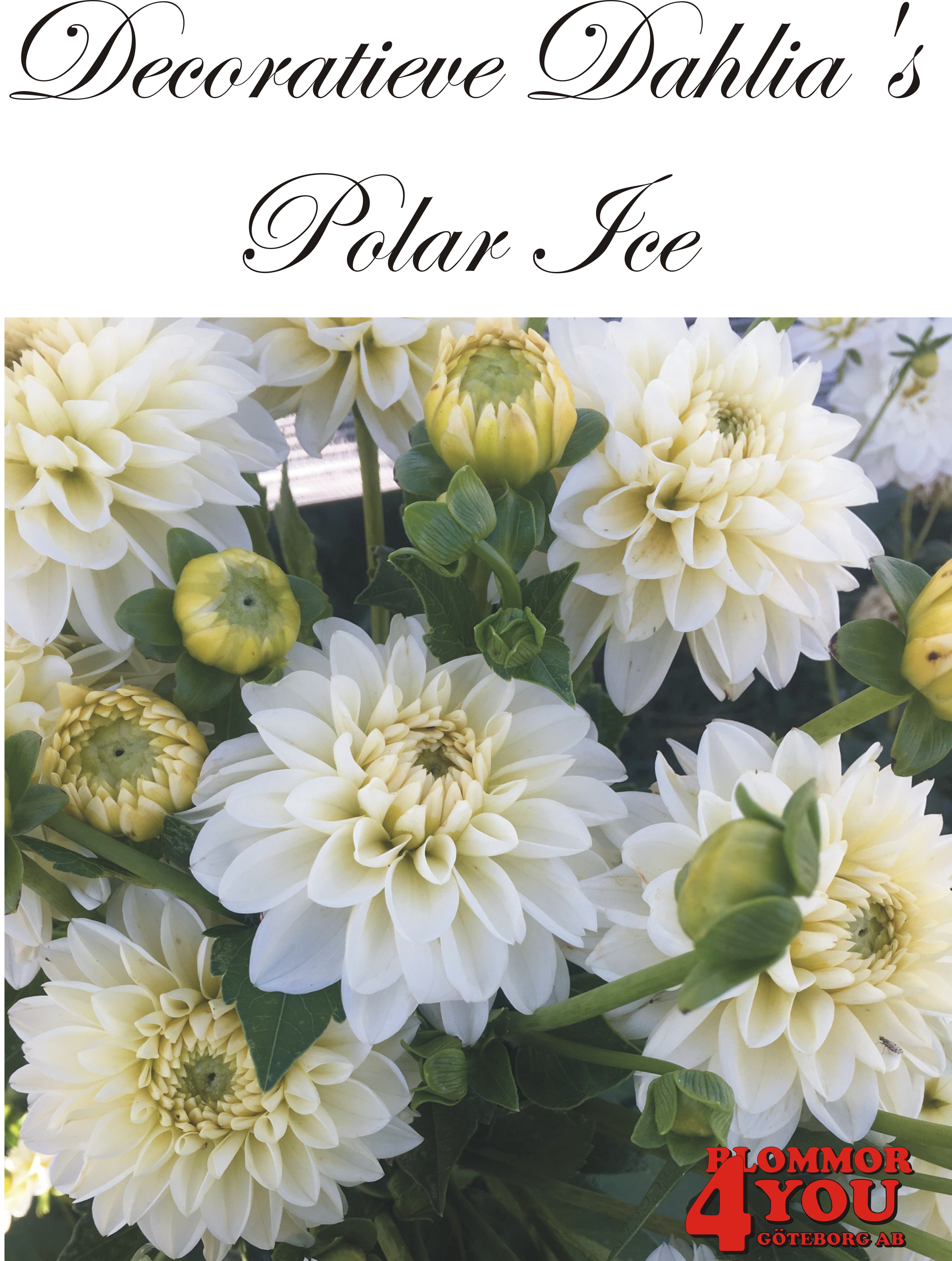 Dahlia Polar Ice