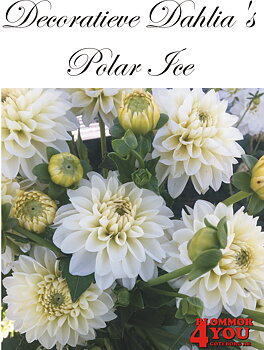 Dahlia Polar Ice