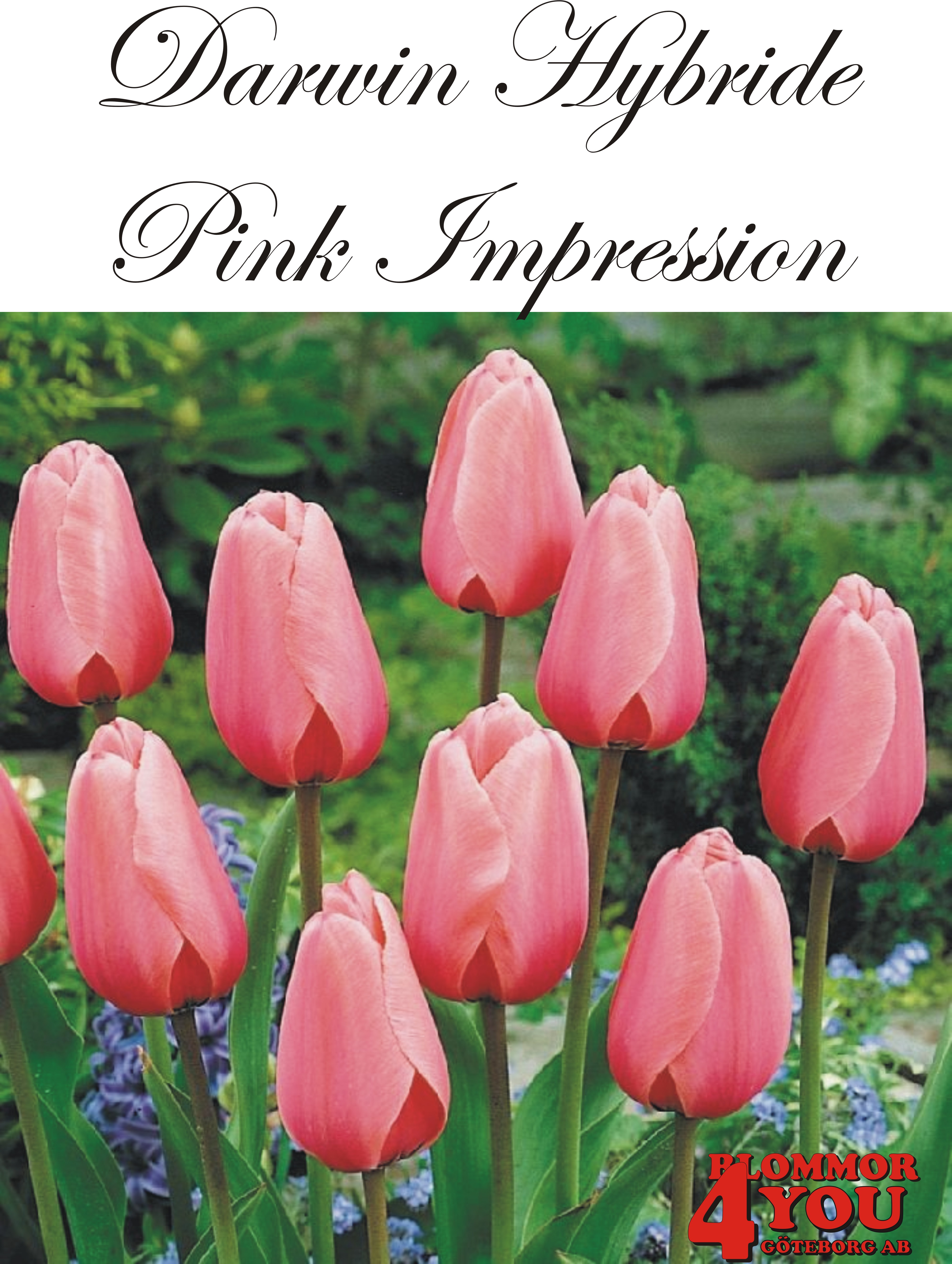 80495  PINK IMPRESSION      DARWIN HYBRIDETULPAN
