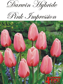 80495  PINK IMPRESSION      DARWIN HYBRIDETULPAN